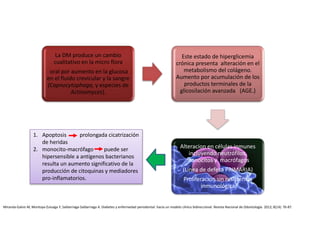 La DM produce un cambio
cualitativo en la micro flora
oral por aumento en la glucosa
en el fluido crevicular y la sangre
(Capnocytophaga, y especies de
Actinomyces).
Este estado de hiperglicemia
crónica presenta alteración en el
metabolismo del colágeno.
Aumento por acumulación de los
productos terminales de la
glicosilación avanzada (AGE.)
Alteracion en células inmunes
incluyendo neutrófilos,
monocitos y macrófagos
(Linea de defesa PRIMARIA)
Proliferacion sin resistencia
inmunológica
Miranda-Galvis M, Montoya-Zuluaga Y, Saldarriaga-Saldarriaga A. Diabetes y enfermedad periodontal: hacia un modelo clínico bidireccional. Revista Nacional de Odontología. 2012; 8(14): 76-87.
1. Apoptosis prolongada cicatrización
de heridas
2. monocito-macrófago puede ser
hipersensible a antígenos bacterianos
resulta un aumento significativo de la
producción de citoquinas y mediadores
pro-inflamatorios.
 