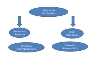 CIRCULACIÓN
                       PLACENTARIA




Membrana                                   Unión
placentaria                             fetomaterna



     Circulación                       Circulación
  maternoplacentaria                 fetoplacentaria
 