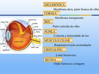 ESCLERÓTICA
     Membrana dura, parte branca do olho
CÓRNEA
      Membrana transparente
ÍRIS
      Parte colorida do olho
PUPILA
     Controla a intensidade da luz
MÚSCULO CILIAR
       Responsável pela acomodação
CRISTALINO
        Lente biconvexa
RETINA
     Onde forma-se a imagem
 