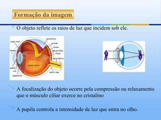 Formação da imagem

O objeto reflete os raios de luz que incidem sob ele.




A focalização do objeto ocorre pela compressão ou relaxamento
que o músculo ciliar exerce no cristalino

A pupila controla a intensidade de luz que entra no olho.
 