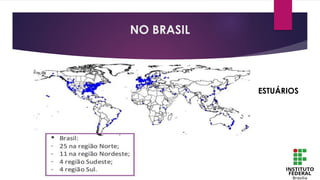 ESTUÁRIOS
NO BRASIL
 