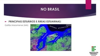 ► PRINCIPAIS ESTUÁRIOS E ÁREAS ESTUARINAS:
Golfão Maranhense (MA):
NO BRASIL
 