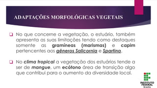 ADAPTAÇÕES MORFOLÓGICAS VEGETAIS
❏ No que concerne a vegetação, o estuário, também
apresenta as suas limitações tendo como destaques
somente as gramíneas (marismas) e capim
pertencentes aos gêneros Salicornia e Spartina.
❏ No clima tropical a vegetação dos estuários tende a
ser de mangue, um ecótono área de transição algo
que contribui para o aumento da diversidade local.
 