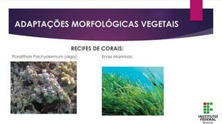 ADAPTAÇÕES MORFOLÓGICAS VEGETAIS
RECIFES DE CORAIS:
Porolithon Pachydermum (alga): Ervas Marinhas:
 