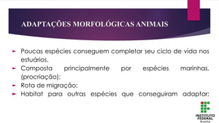ADAPTAÇÕES MORFOLÓGICAS ANIMAIS
► Poucas espécies conseguem completar seu ciclo de vida nos
estuários.
► Composta principalmente por espécies marinhas,
(procriação);
► Rota de migração;
► Habitat para outras espécies que conseguiram adaptar;
 