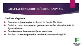 ADAPTAÇÕES MORFOLÓGICAS ANIMAIS
Neritina virgínea
► Gastrópodo (caramujos, molusco) da família Neritidae;
► Eurialino, capaz de suportar grandes variações de salinidade da
água ambiente;
► Se adaptaram bem ao ambiente estuarino.
► Auxiliam na reciclagem dos nutrientes como o nitrogênio.
 