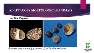 Neritina Virgínea
ADAPTAÇÕES MORFOLÓGICAS ANIMAIS
Gastrópodes (caramujos, molusco) da família Neritidae.
 