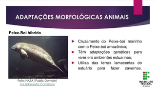 ► Cruzamento do Peixe-boi marinho
com o Peixe-boi amazônico;
► Têm adaptações genéticas para
viver em ambientes estuarinos;
► Utiliza das terras lamacentas do
estuário para fazer cavernas.
Peixe-Boi híbrido
ADAPTAÇÕES MORFOLÓGICAS ANIMAIS
Foto: NASA [Public Domain]
via Wikimedia Commons
 