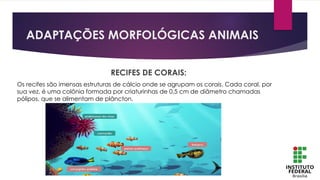 ADAPTAÇÕES MORFOLÓGICAS ANIMAIS
RECIFES DE CORAIS:
Os recifes são imensas estruturas de cálcio onde se agrupam os corais. Cada coral, por
sua vez, é uma colônia formada por criaturinhas de 0,5 cm de diâmetro chamadas
pólipos, que se alimentam de plâncton.
 