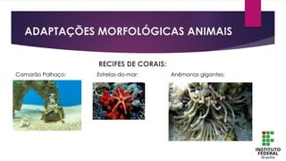 ADAPTAÇÕES MORFOLÓGICAS ANIMAIS
RECIFES DE CORAIS:
Camarão Palhaço: Estrelas-do-mar: Anêmonas gigantes:
 