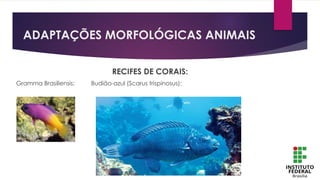 ADAPTAÇÕES MORFOLÓGICAS ANIMAIS
RECIFES DE CORAIS:
Gramma Brasiliensis: Budião-azul (Scarus trispinosus):
 