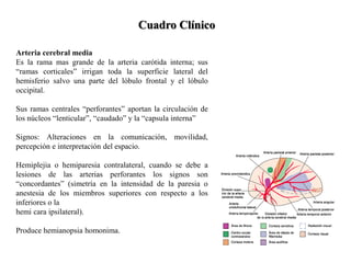 Cuadro Clínico
Arteria cerebral media
Es la rama mas grande de la arteria carótida interna; sus
“ramas corticales” irrigan toda la superficie lateral del
hemisferio salvo una parte del lóbulo frontal y el lóbulo
occipital.
Sus ramas centrales “perforantes” aportan la circulación de
los núcleos “lenticular”, “caudado” y la “capsula interna”
Signos: Alteraciones en la comunicación, movilidad,
percepción e interpretación del espacio.
Hemiplejia o hemiparesia contralateral, cuando se debe a
lesiones de las arterias perforantes los signos son
“concordantes” (simetría en la intensidad de la paresia o
anestesia de los miembros superiores con respecto a los
inferiores o la
hemi cara ipsilateral).
Produce hemianopsia homonima.
 