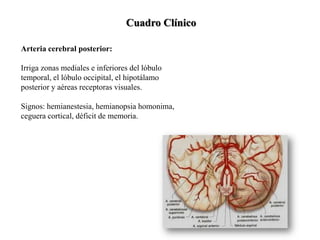 Arteria cerebral posterior:
Irriga zonas mediales e inferiores del lóbulo
temporal, el lóbulo occipital, el hipotálamo
posterior y aéreas receptoras visuales.
Signos: hemianestesia, hemianopsia homonima,
ceguera cortical, déficit de memoria.
Cuadro Clínico
 
