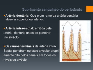 Artéria dentária: Que é um ramo da artéria dentária
alveolar superior ou inferior.
Artéria intra-septal: emitida pela
artéria dentaria antes de penetrar
no alvéolo.
Os ramos terminais da artéria intra-
Septal penetram no osso alveolar propri-
amente dito pelos canais em todos os
níveis de alvéolo.
 