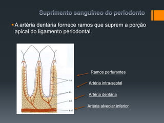 A artéria dentária fornece ramos que suprem a porção
apical do ligamento periodontal.
Artéria alveolar inferior
Artéria dentária
Artéria intra-septal
Ramos perfurantes
 