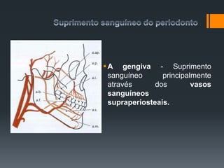 A gengiva - Suprimento
sanguíneo principalmente
através dos vasos
sanguíneos
supraperiosteais.
 