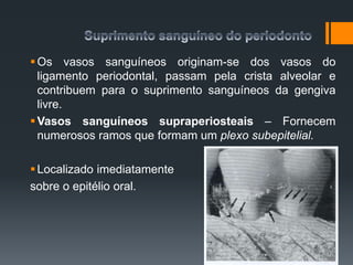 Os vasos sanguíneos originam-se dos vasos do
ligamento periodontal, passam pela crista alveolar e
contribuem para o suprimento sanguíneos da gengiva
livre.
Vasos sanguíneos supraperiosteais – Fornecem
numerosos ramos que formam um plexo subepitelial.
Localizado imediatamente
sobre o epitélio oral.
 