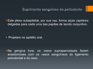 Este plexo subepitelial, por sua vez, forma alças capilares
delgadas para cada uma das papilas de tecido conjuntivo.
 Projetam no epitélio oral.
Na gengiva livre, os vasos supraperiosteais fazem
anastomoses com os vasos sanguíneos do ligamento
periodontal e do osso.
 