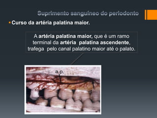 Curso da artéria palatina maior.
A artéria palatina maior, que é um ramo
terminal da artéria palatina ascendente,
trafega pelo canal palatino maior até o palato.
 