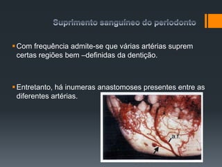 Com frequência admite-se que várias artérias suprem
certas regiões bem –definidas da dentição.
Entretanto, há inumeras anastomoses presentes entre as
diferentes artérias.
 