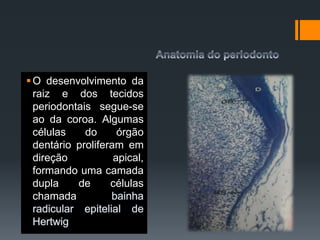 O desenvolvimento da
raiz e dos tecidos
periodontais segue-se
ao da coroa. Algumas
células do órgão
dentário proliferam em
direção apical,
formando uma camada
dupla de células
chamada
 