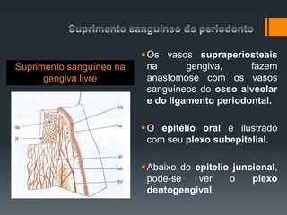 Suprimento sanguíneo na
gengiva livre
Os vasos supraperiosteais
na gengiva, fazem
anastomose com os vasos
sanguíneos do osso alveolar
e do ligamento periodontal.
O epitélio oral é ilustrado
com seu plexo subepitelial.
Abaixo do epitelio juncional,
pode-se ver o plexo
dentogengival.
 