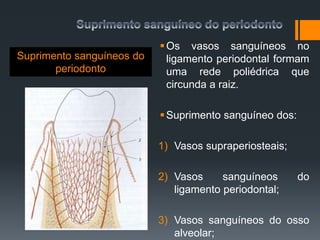 Suprimento sanguíneos do
periodonto
Os vasos sanguíneos no
ligamento periodontal formam
uma rede poliédrica que
circunda a raiz.
Suprimento sanguíneo dos:
1) Vasos supraperiosteais;
2) Vasos sanguíneos do
ligamento periodontal;
3) Vasos sanguíneos do osso
alveolar;
 