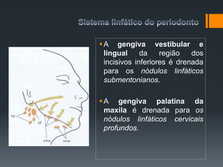 A gengiva vestibular e
lingual da região dos
incisivos inferiores é drenada
para os nódulos linfáticos
submentonianos.
A gengiva palatina da
maxila é drenada para os
nódulos linfáticos cervicais
profundos.
 