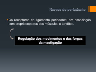 Os receptores do ligamento periodontal em associação
com proprioceptores dos músculos e tendões.
 