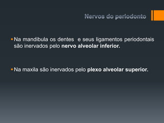 Na mandibula os dentes e seus ligamentos periodontais
são inervados pelo nervo alveolar inferior.
Na maxila são inervados pelo plexo alveolar superior.
 