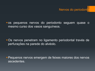 Nervos do periodonto
os pequenos nervos do periodonto seguem quase o
mesmo curso dos vasos sanguíneos.
Os nervos penetram no ligamento periodontal través de
perfurações na parede do alvéolo.
Pequenos nervos emergem de feixes maiores dos nervos
ascedentes.
 