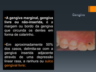 A gengiva marginal, gengiva
livre ou não-inserida, é a
margem ou bordo da gengiva
que circunda os dentes em
forma de colarinho.
Em aproximadamente 50%
dos casos, delimita-se com a
gengiva inserida adjacente
através de uma depressão
linear rasa, a ranhura ou sulco
gengival livre;
 