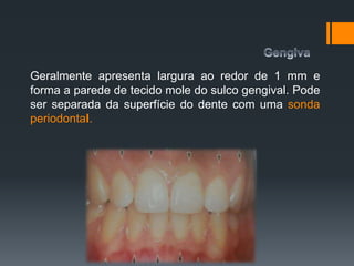 Geralmente apresenta largura ao redor de 1 mm e
forma a parede de tecido mole do sulco gengival. Pode
ser separada da superfície do dente com uma sonda
periodontal.
 