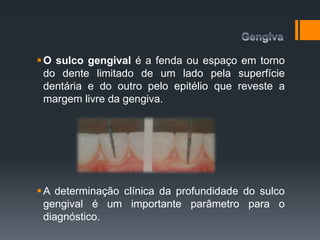 O sulco gengival é a fenda ou espaço em torno
do dente limitado de um lado pela superfície
dentária e do outro pelo epitélio que reveste a
margem livre da gengiva.
A determinação clínica da profundidade do sulco
gengival é um importante parâmetro para o
diagnóstico.
 