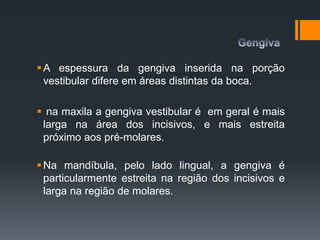 A espessura da gengiva inserida na porção
vestibular difere em áreas distintas da boca.
 na maxila a gengiva vestibular é em geral é mais
larga na área dos incisivos, e mais estreita
próximo aos pré-molares.
Na mandíbula, pelo lado lingual, a gengiva é
particularmente estreita na região dos incisivos e
larga na região de molares.
 