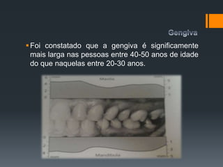 Foi constatado que a gengiva é significamente
mais larga nas pessoas entre 40-50 anos de idade
do que naquelas entre 20-30 anos.
 