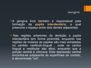 A gengiva livre também é responsável pela
formação da papila interdentária, a qual
preenche o espaço entre dois dentes adjacentes.
 Nas regiões anteriores da dentição a papila
interdentária tem forma piramidal, enquanto nas
regiões de molares as papilas são mais achatadas
no sentido vestibulo-lingual , onde os cantos
lingual e vestibular são altos, enquanto que a
porção central é côncava. Esta depressão central
encontra-se subjacente às superfícies de contato,
é denominada "col".
 