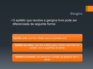 O epitélio que recobre a gengiva livre pode ser
diferenciada da seguinte forma:
Epitélio juncional: que promove o contato da gengiva com o
dente
Epitélio oral: que fica voltado para a cavidade oral;
Epitélio do sulco: que fica voltado para o dente, sem ficar em
contato com a superfície do dente;
 