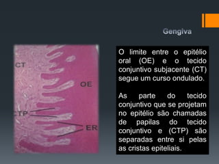 O limite entre o epitélio
oral (OE) e o tecido
conjuntivo subjacente (CT)
segue um curso ondulado.
As parte do tecido
conjuntivo que se projetam
no epitélio são chamadas
de papilas do tecido
conjuntivo e (CTP) são
separadas entre si pelas
as cristas epiteliais.
 