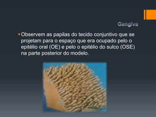 Observem as papilas do tecido conjuntivo que se
projetam para o espaço que era ocupado pelo o
epitélio oral (OE) e pelo o epitélio do sulco (OSE)
na parte posterior do modelo.
 