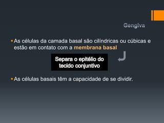 As células da camada basal são cilíndricas ou cúbicas e
estão em contato com a membrana basal
As células basais têm a capacidade de se dividir.
 