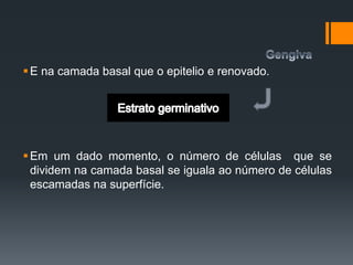 E na camada basal que o epitelio e renovado.
Em um dado momento, o número de células que se
dividem na camada basal se iguala ao número de células
escamadas na superfície.
 