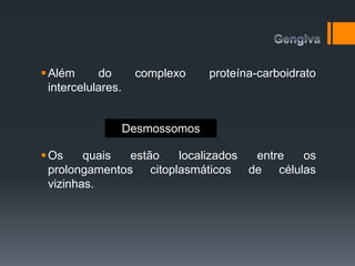 Além do complexo proteína-carboidrato
intercelulares.
Os quais estão localizados entre os
prolongamentos citoplasmáticos de células
vizinhas.
Desmossomos
 