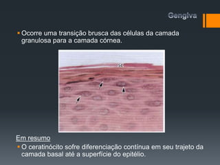  Ocorre uma transição brusca das células da camada
granulosa para a camada córnea.
Em resumo
 O ceratinócito sofre diferenciação contínua em seu trajeto da
camada basal até a superfície do epitélio.
 