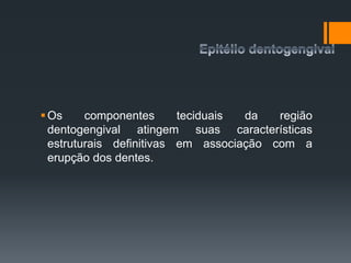 Os componentes teciduais da região
dentogengival atingem suas características
estruturais definitivas em associação com a
erupção dos dentes.
 