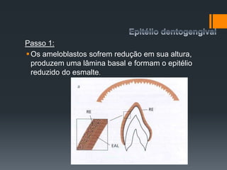 Passo 1:
Os ameloblastos sofrem redução em sua altura,
produzem uma lâmina basal e formam o epitélio
reduzido do esmalte.
 