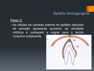 Passo 2:
As células da camada externa do epitélio reduzido
do esmalte apresenta aumento da atividade
mitótica e começam a migrar para o tecido
conjutivo subjacente.
 