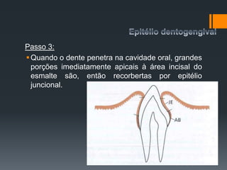 Passo 3:
Quando o dente penetra na cavidade oral, grandes
porções imediatamente apicais à área incisal do
esmalte são, então recorbertas por epitélio
juncional.
 