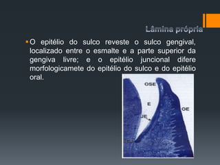 O epitélio do sulco reveste o sulco gengival,
localizado entre o esmalte e a parte superior da
gengiva livre; e o epitélio juncional difere
morfologicamete do epitélio do sulco e do epitélio
oral.
 