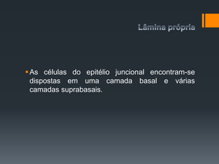 As células do epitélio juncional encontram-se
dispostas em uma camada basal e várias
camadas suprabasais.
 